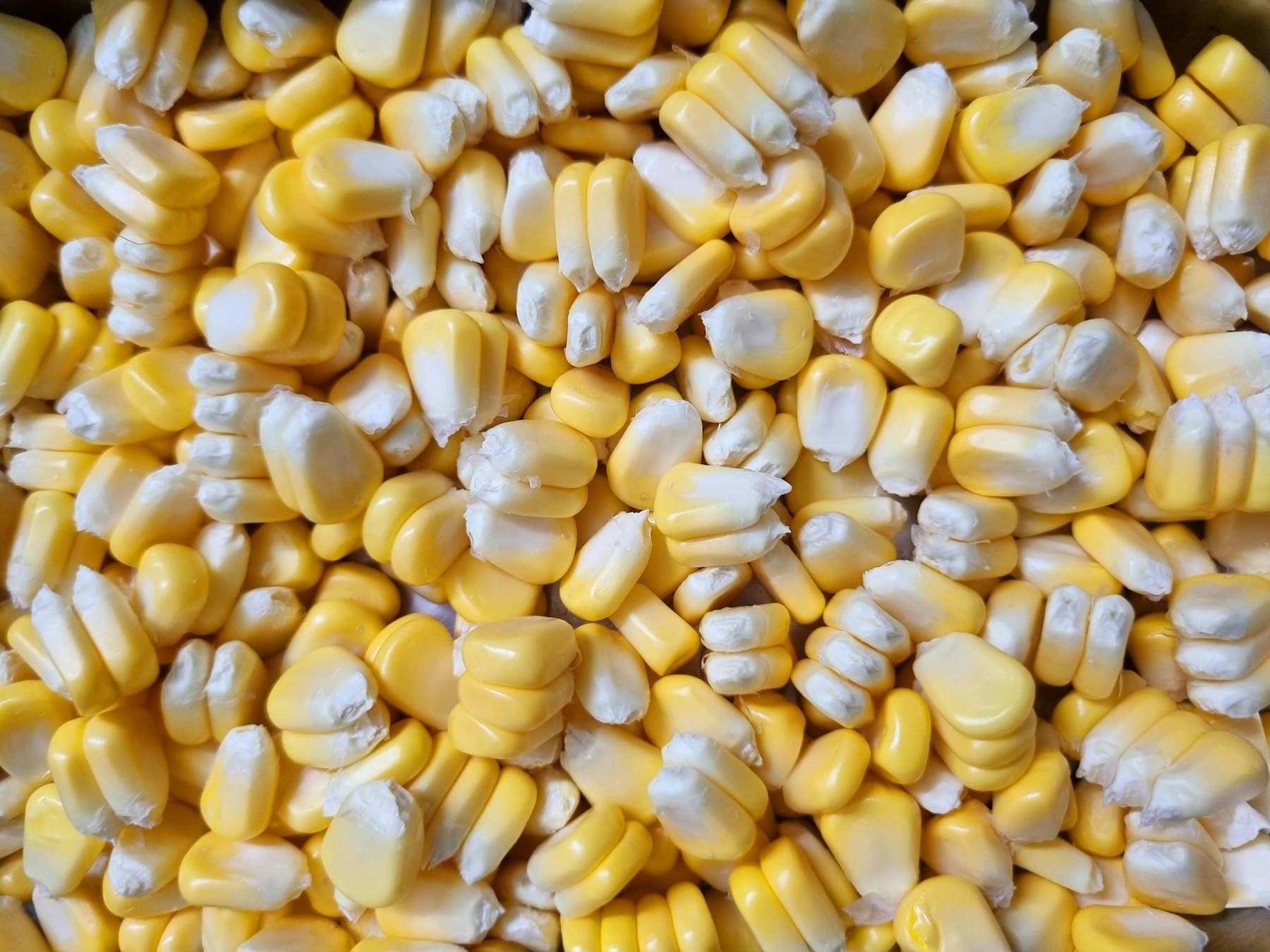 Granos de maíz blanco y amarillo