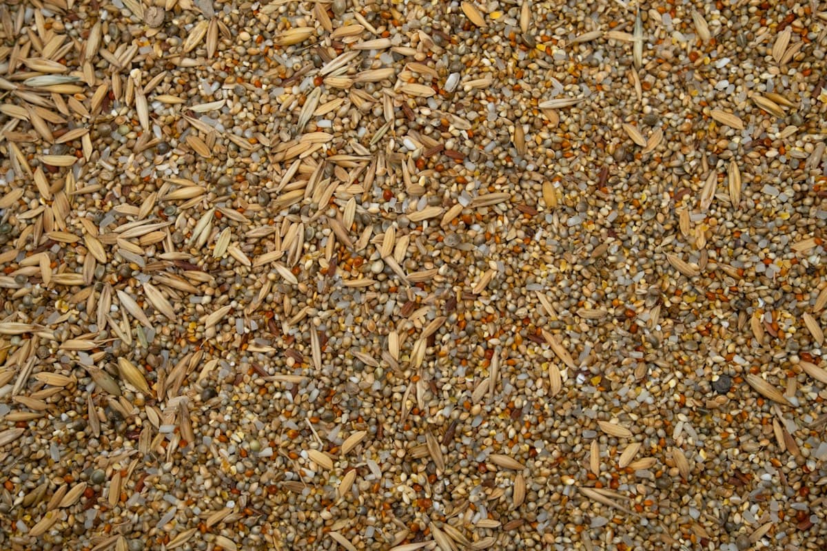 Mezcla de granos y cascarilla para alimentación animal